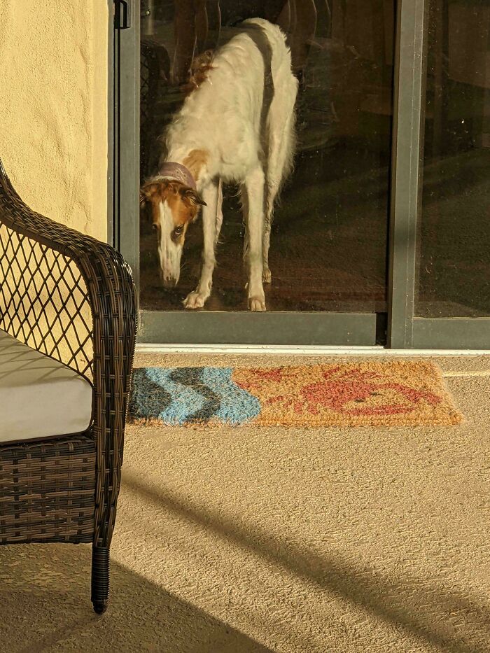 Dog standing behind glass door, casting a shadow that looks like it is outside on the patio moderately interesting sight.