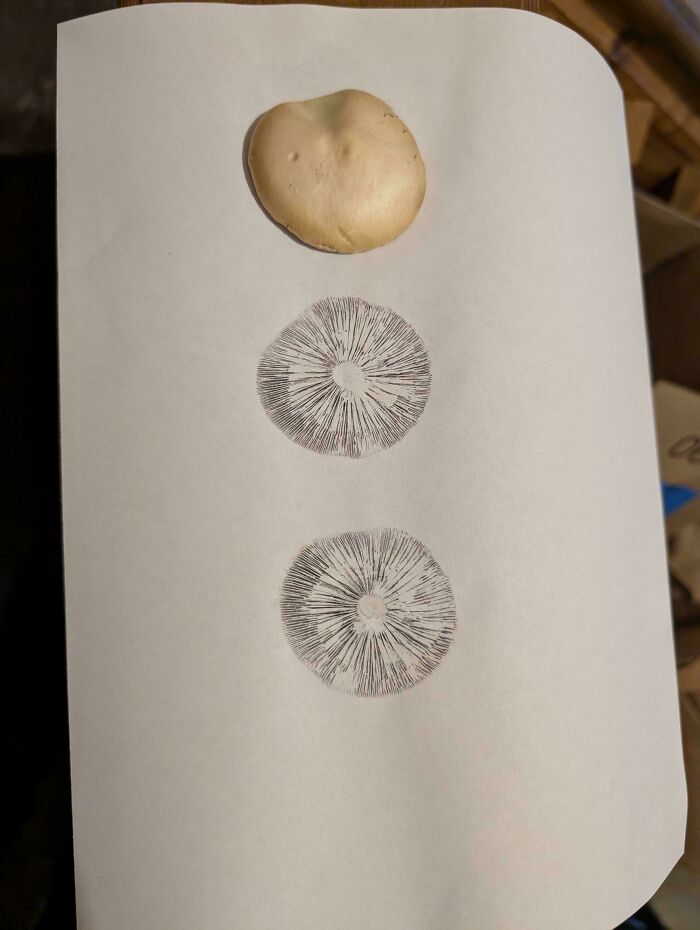 Mushroom cap placed on paper with spore prints creating moderately interesting symmetrical patterns.
