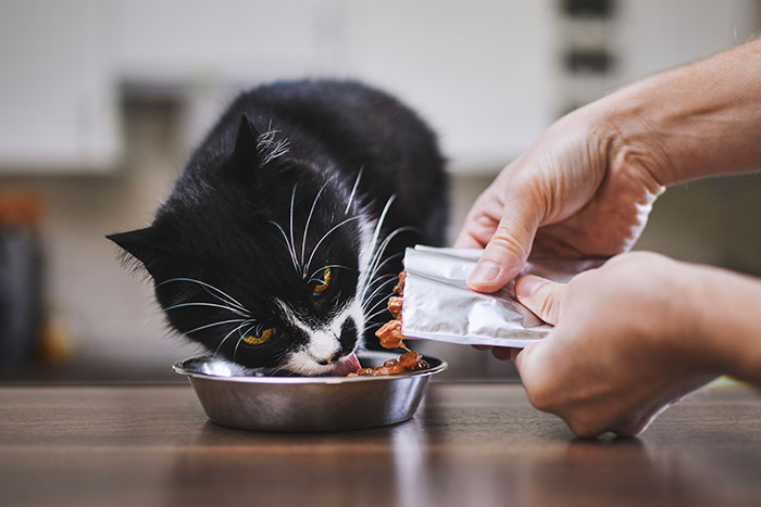 Black and white cat eating from a metal bowl as a person pours wet food, highlighting severely overweight cat care. - 1