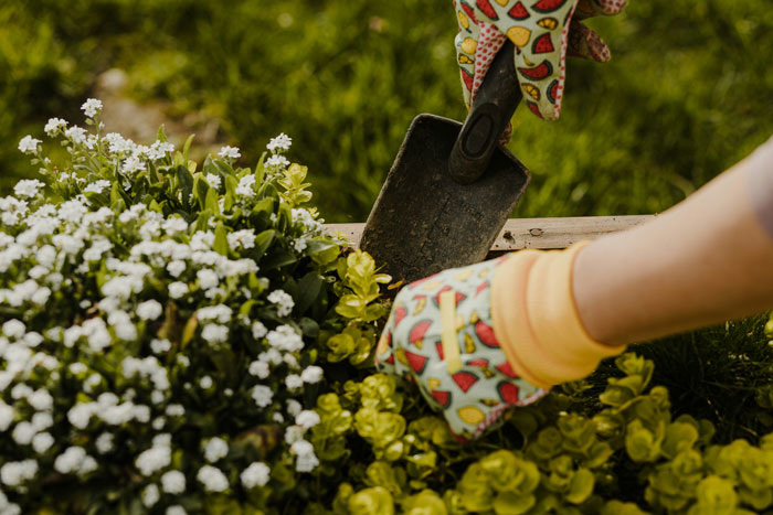 Person wearing patterned gloves using a small shovel to tend to plants in a garden bed outdoors.