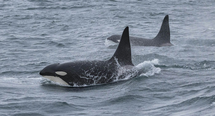 Orcas swimming near the ocean surface displaying real animal behaviors that are as terrifying as they are strange.