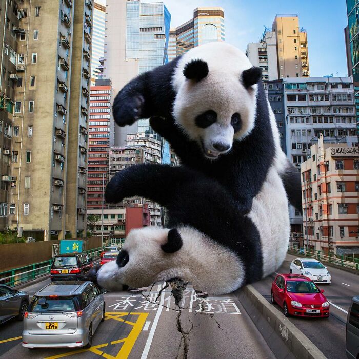Giant panda edits playfully interacting on a c*****d road in a busy urban Hong Kong street scene.