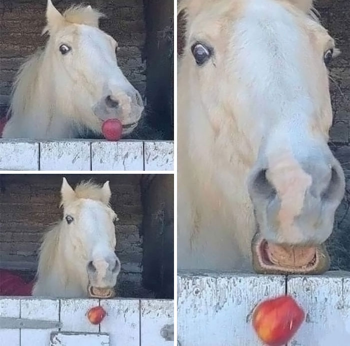 Funny horse making silly faces while playing with an apple, showcasing animals being their hilarious selves.