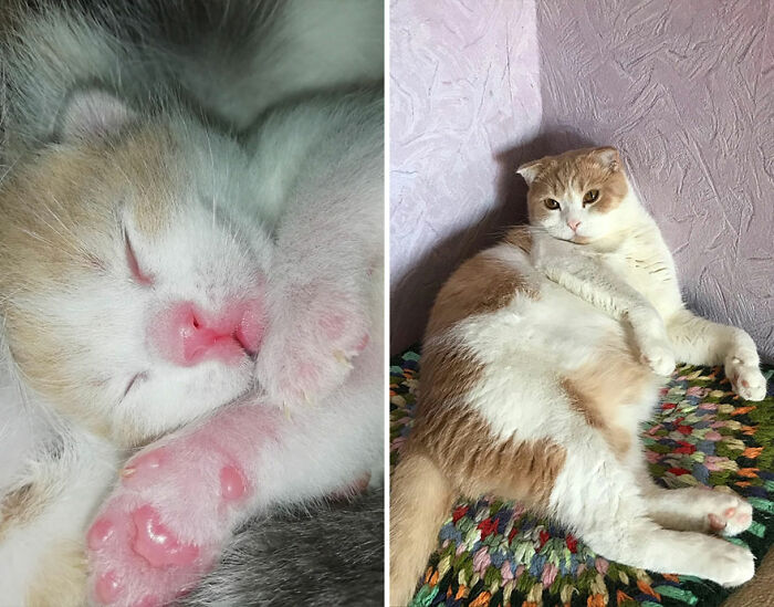 Side-by-side images of a kitten sleeping and the same cat grown up resting on a colorful rug showing kitten growth journey.