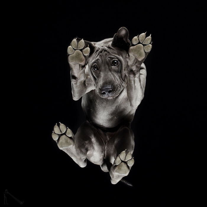 Funny animal captured from below with paws pressed against glass, showcasing the unexpected humor of animals in playful poses.