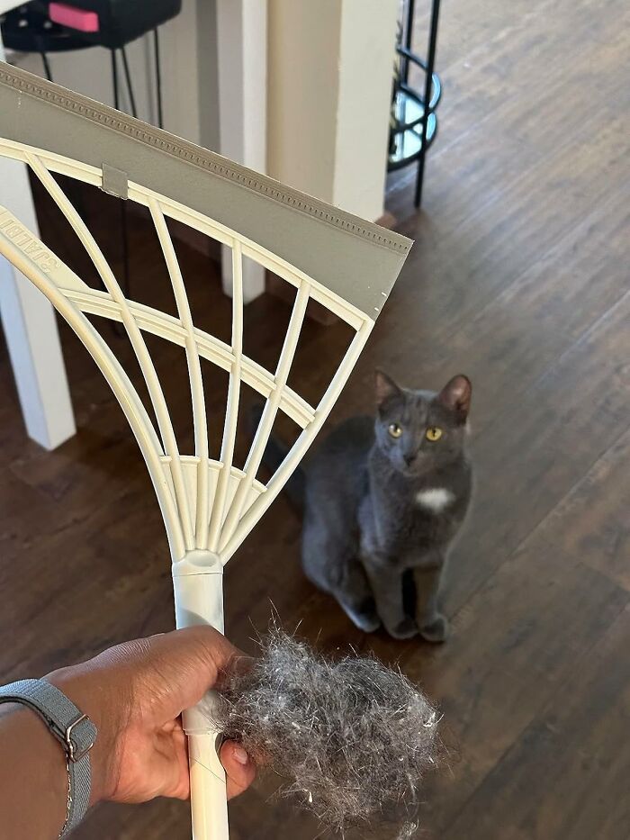 Rake filled with pet hair being held over a wooden floor with a gray cat sitting in the background, home hacks.