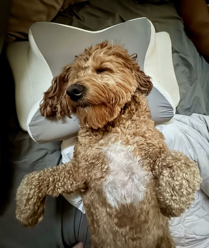 Curly brown dog relaxing on a bed with a pillow, illustrating heatwave hacks for summer survival and comfort.
