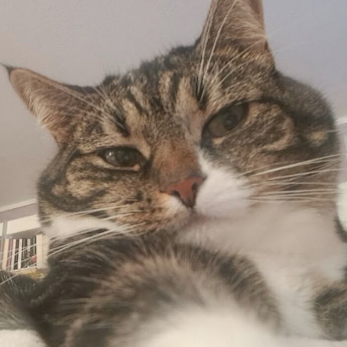 While You're Away, Your Cat's Taking Selfies (10 Pics)
