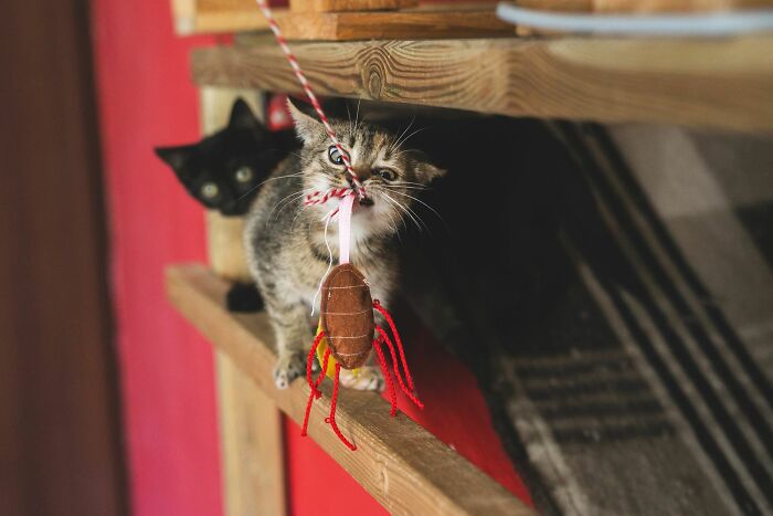 Playful kittens with one biting a toy while the other watches, showcasing funny animals in a candid moment.