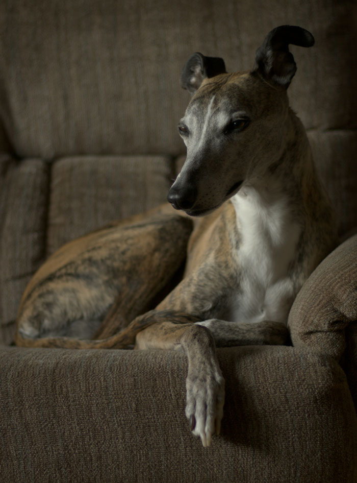 Greyhound dog lounging on a vintage brown couch, reflecting oldschool home trends millennials are moving away from.