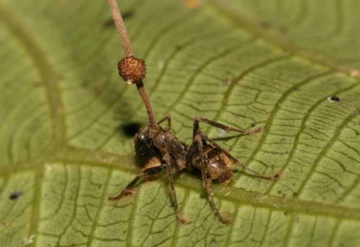 Ant infected by parasitic fungus displaying strange real animal behaviors on a green leaf surface.