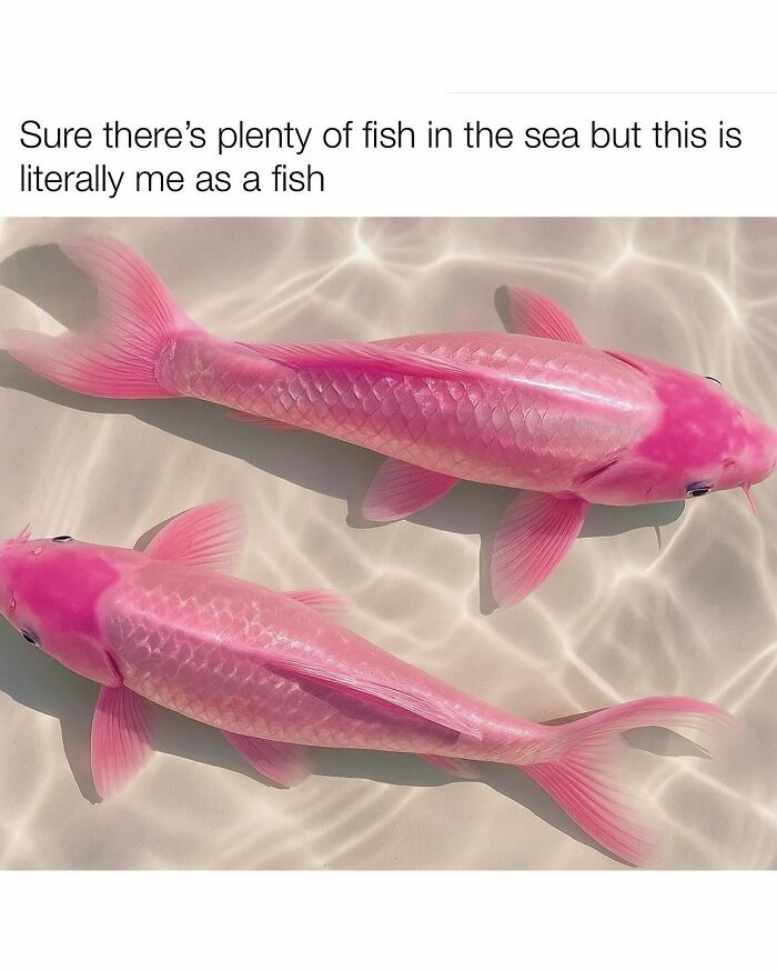 Two bright pink fish swimming in clear water, paired with a funny animal meme about being a fish.