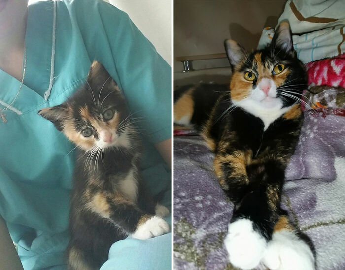 Side-by-side images of a kitten growing into a cat with a similar calico coat pattern and white paws.