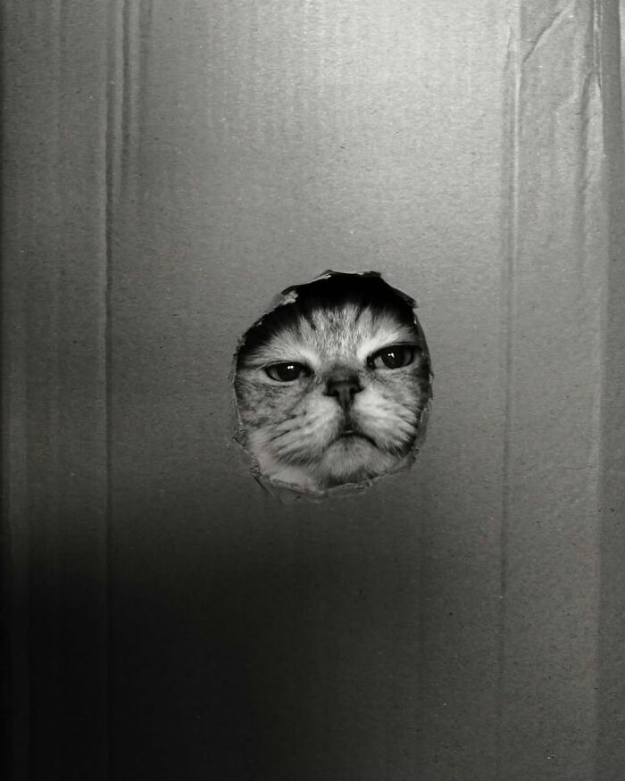 Close-up of a cat’s face peeking through a hole in cardboard, showcasing a breathtaking animal photo.