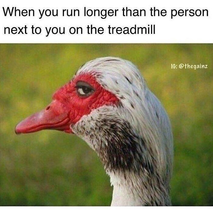 Goose with a smug expression representing gym meme about running longer than the person next to you on the treadmill.