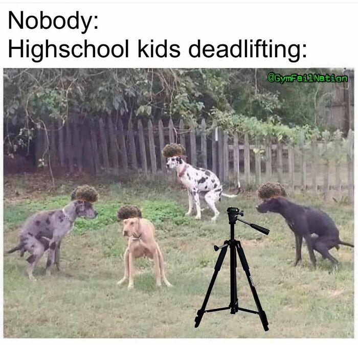 Four dogs wearing wigs awkwardly squatting outdoors next to a tripod, a gym meme about deadlifting struggles.