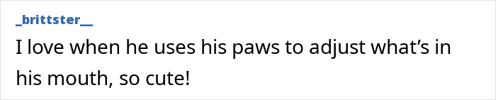 Man Built A Cat Cam To Track His Pet, What It Captured Is Pure Gold Man Built A Cat Cam To Track His Pet, What It Captured Is Pure Gold