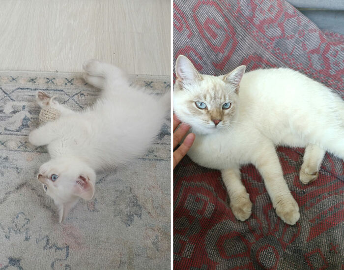 Side-by-side images of a white kitten and the same cat grown up, showing kittens growing into cats.