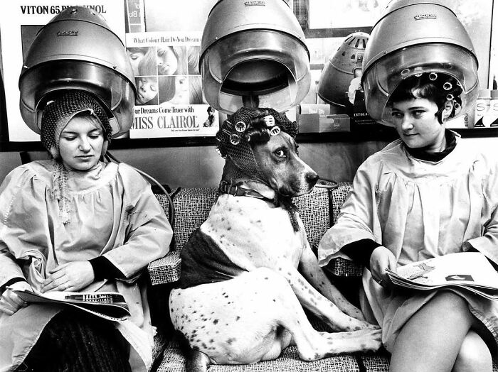 Dog with hair curlers sitting under a dryer between two women in a vintage salon, showcasing breathtaking animal photos.