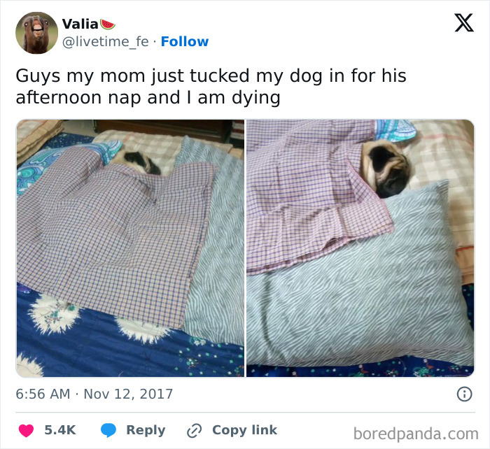 Small dog tucked in bed with a blanket and pillow, showing a funny dog meme that is relatable and cute.