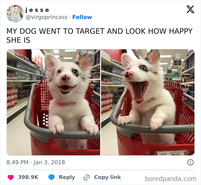 Happy unphotogenic dog in a red shopping cart at Target, showing joyful and funny expressions in the store aisle.