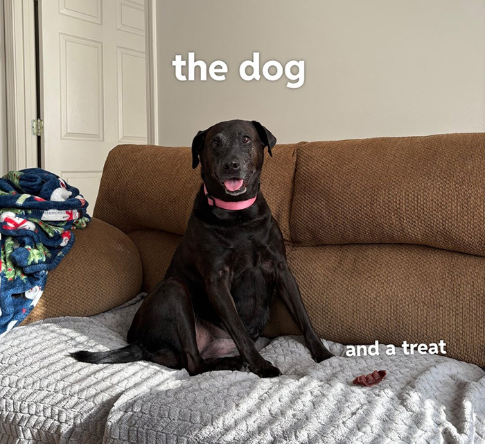 Black dog with pink collar sitting on a couch next to a treat, illustrating insist friend board dog concept.