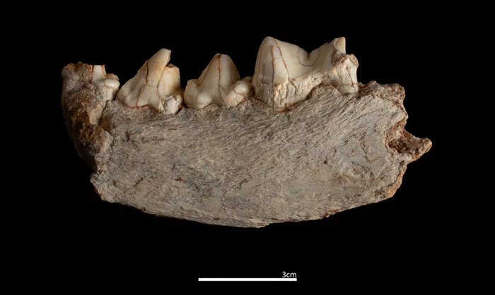 Fossilized prehistoric jawbone with teeth showing evidence linked to archaeologists' discovery of toddler consumption.