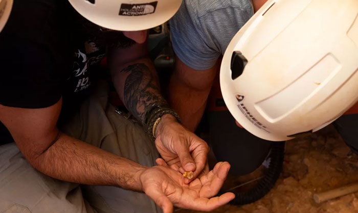Two archaeologists wearing helmets examine small prehistoric remains, uncovering evidence of ancestors eating toddlers like prey.