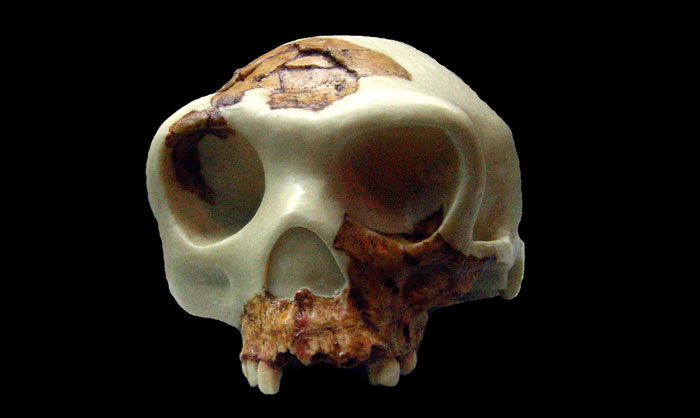 Prehistoric animal skull with missing sections, illustrating archaeologists discovering evidence of toddlers eaten like prey.
