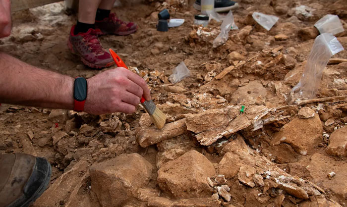 Archaeologists carefully excavating prehistoric bones with evidence of toddler remains at an ancient dig site.