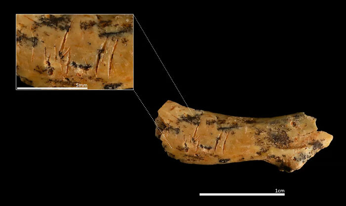 Fossilized prehistoric bone with cut marks providing evidence of ancestors eating toddlers like prey.