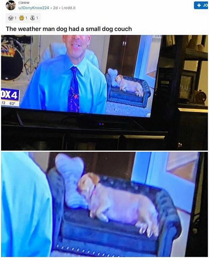 Funny dog meme showing a small dog lying on a tiny couch during a weather report on TV, highlighting relatable dog humor.