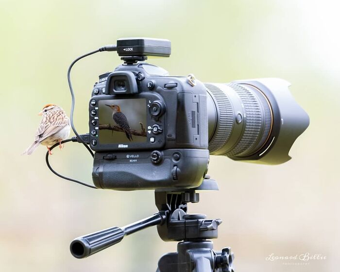 Small bird perched on a DSLR camera with a telephoto lens, disrupting a wildlife photographer’s shot in nature.
