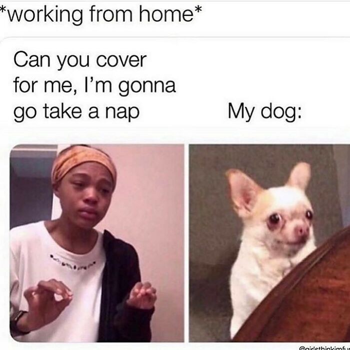 Person asking to nap while working from home next to an anxious small dog, funny dog memes relatable moment.