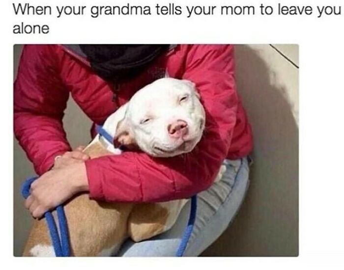 Smiling dog being hugged by person in red jacket, capturing a funny dog meme with relatable expression and cozy moment.