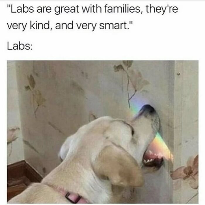 Lab dog playfully biting a rainbow light on a wall, illustrating funny dog memes that are highly relatable.