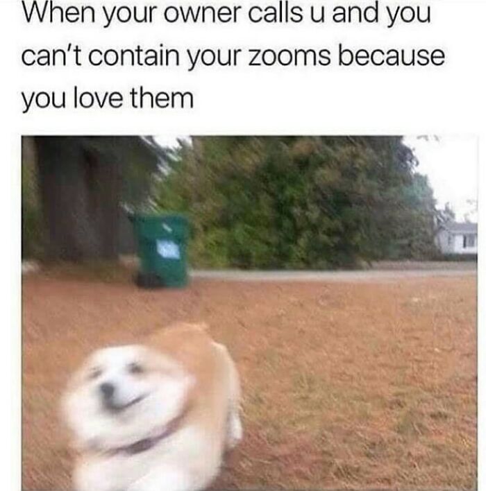 Blurry dog excitedly running outdoors, capturing a funny dog meme that is highly relatable and full of joyful energy.