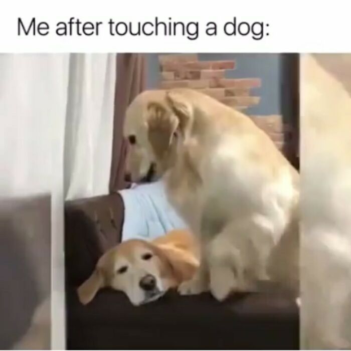 Instant Dog Mode Activated