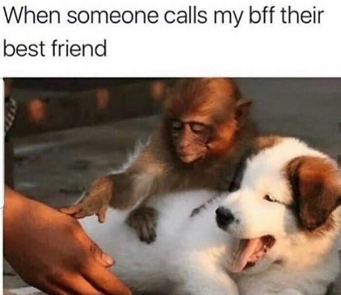 Monkey playfully touching yawning puppy, capturing the humor and relatability of funny dog memes.