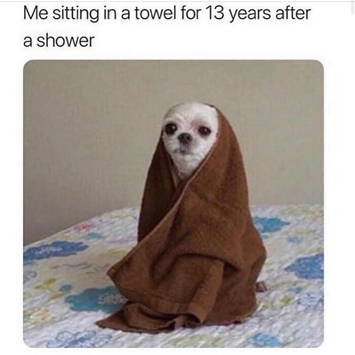 Small dog wrapped in a brown towel sitting on a bed, illustrating a funny dog meme relatable to comfort and laziness.