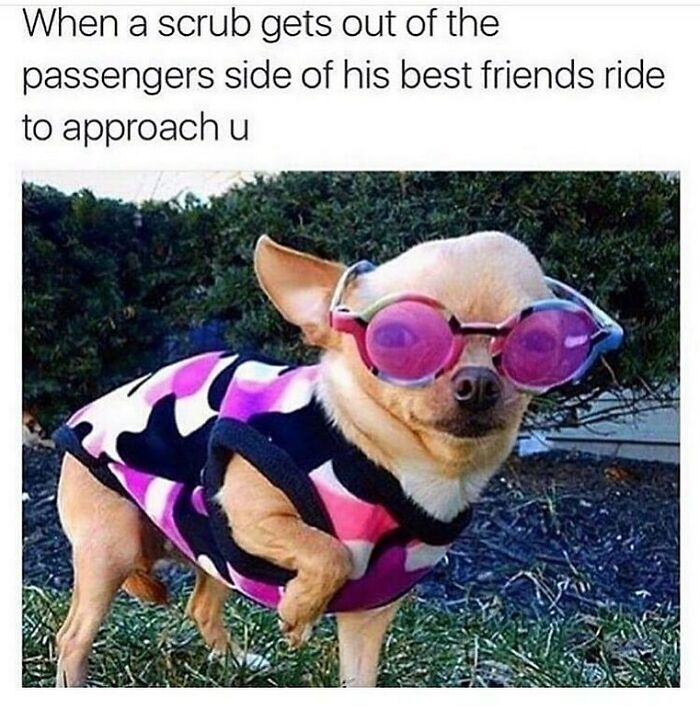 Small dog wearing pink sunglasses and a colorful jacket, part of funny dog memes that are highly relatable.