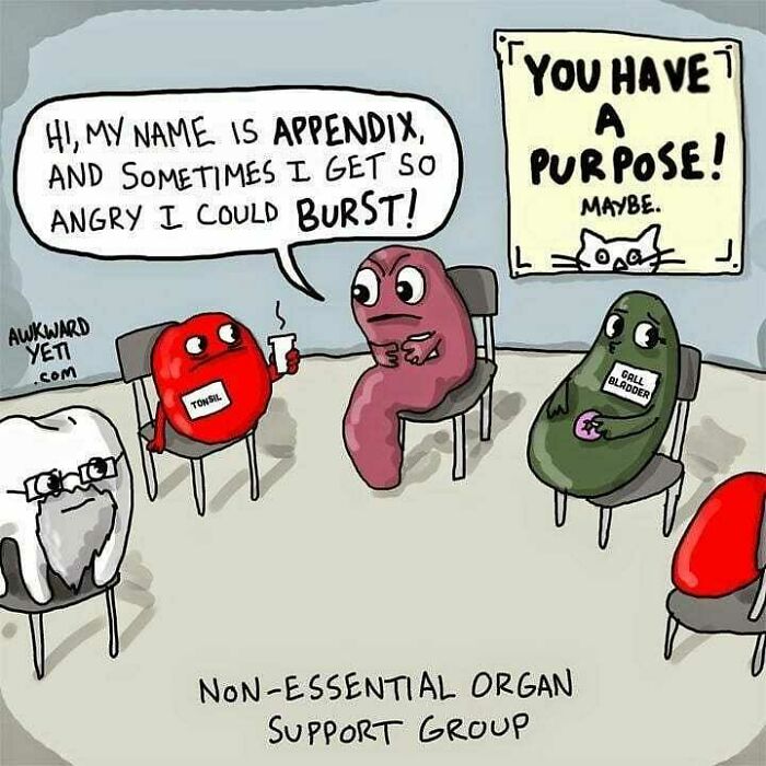 Cartoon of non-essential organs in a support group, featuring a medical meme about the angry appendix, for medical memes healthcare.