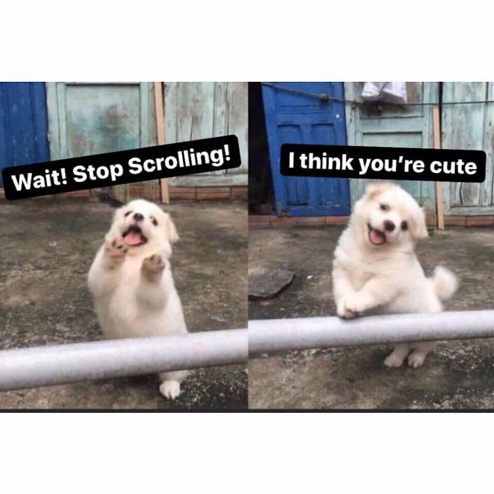 Pause for Puppy Love