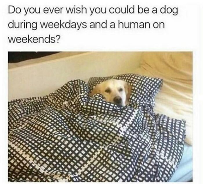 Dog wrapped in checkered blanket looking cozy with text about wishing to be a dog on weekdays in funny dog memes.