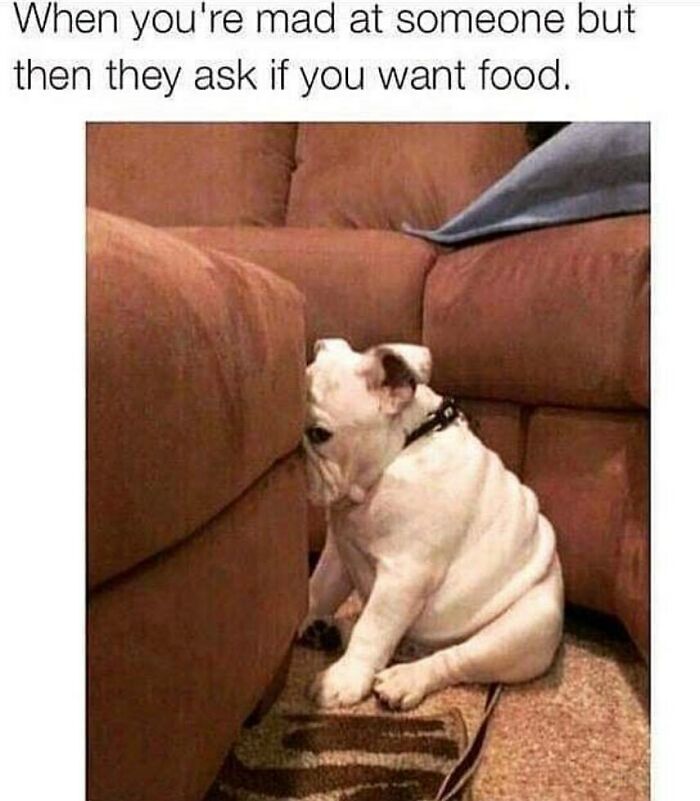 Sad bulldog puppy sitting in corner of living room couch, capturing funny dog memes relatable mood and expressions.