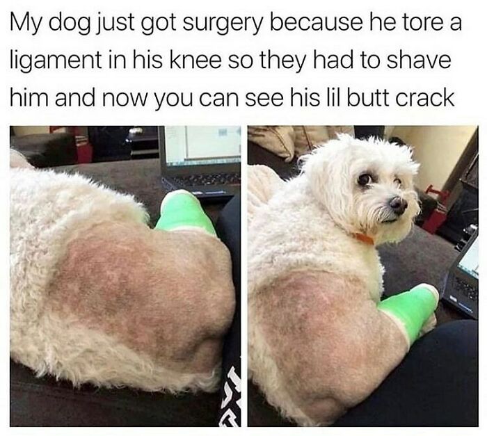 Dog with shaved knee and green cast after surgery, showing funny and relatable dog memes about pet recovery moments.