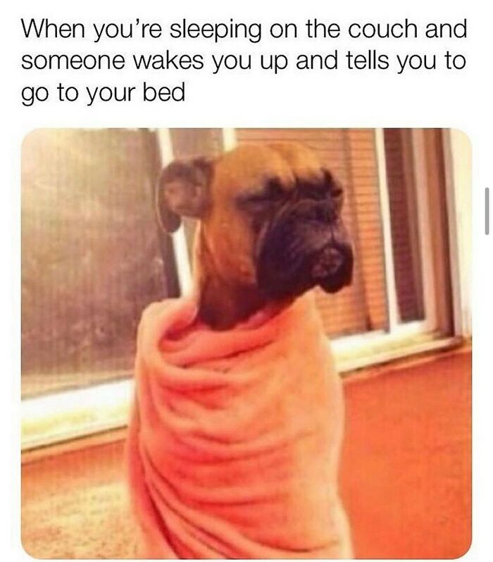 Sleepy dog wrapped in a blanket with a grumpy face, perfectly capturing funny dog memes relatable moments.
