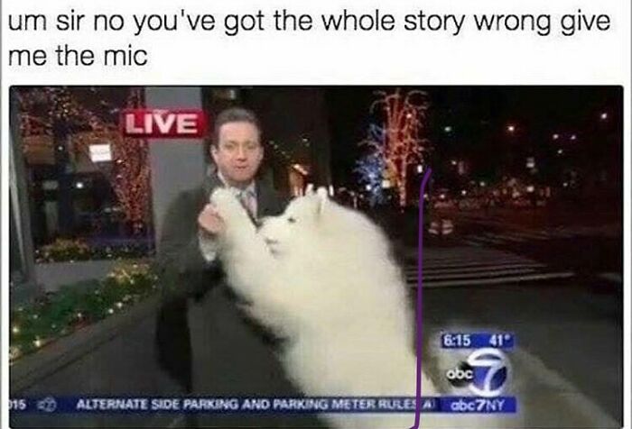 Man in a news broadcast playfully interrupted by large fluffy dog in a funny dog meme relatable moment.