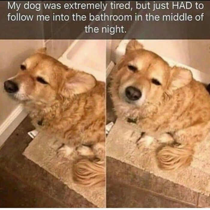 Tired golden dog reluctantly follows owner into the bathroom at night, capturing a funny dog meme relatable moment.