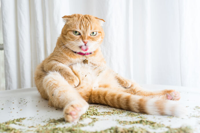 Orange cat sitting with legs stretched out, tongue out, surrounded by catnip, showcasing funny animals moments.
